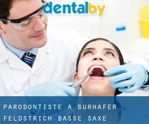 Parodontiste à Burhafer Feldstrich (Basse-Saxe)